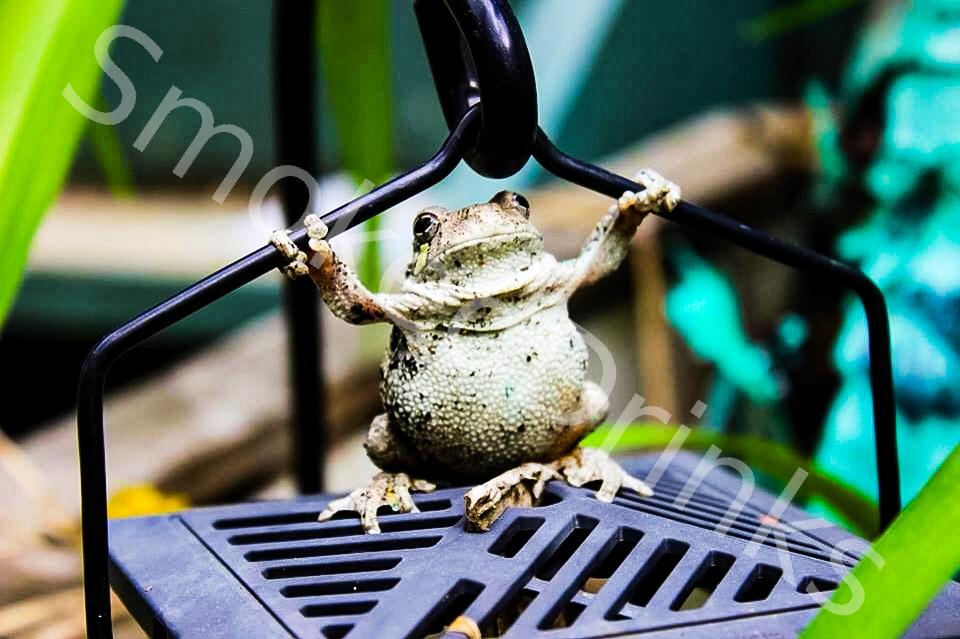 Animals/Pets