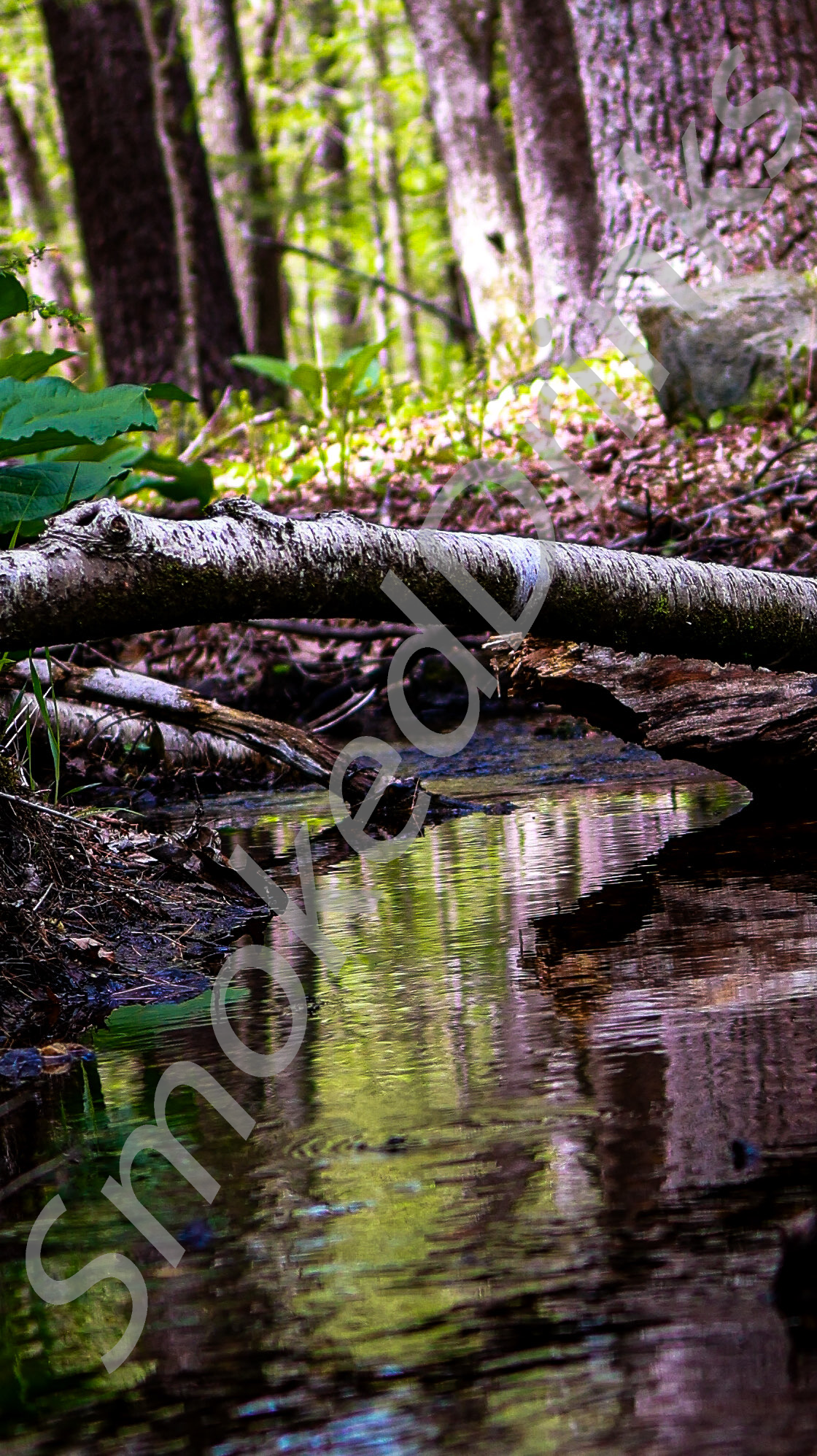 Stream