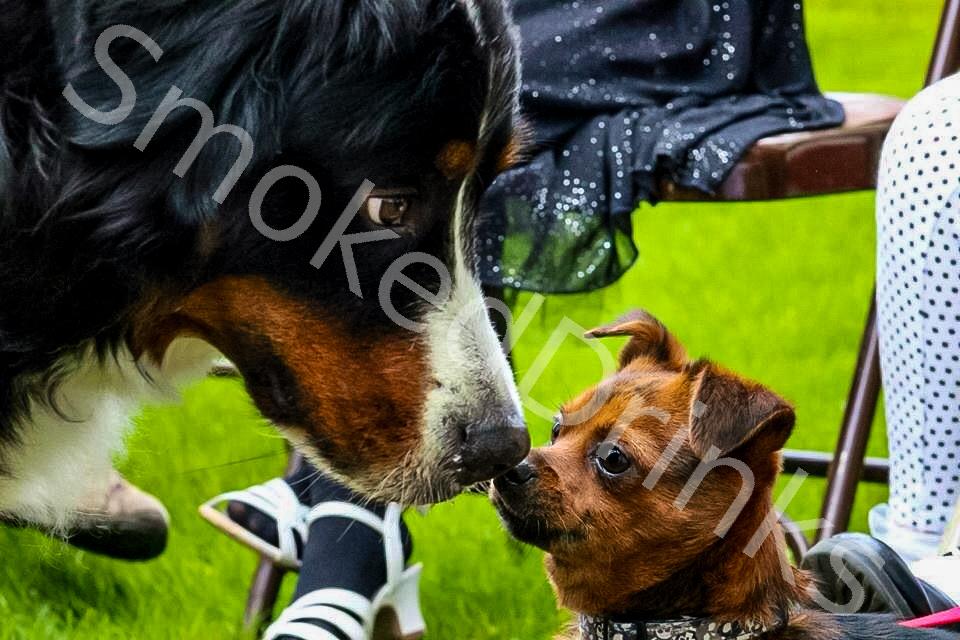 Dogs kissing