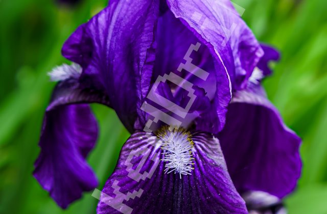 Purple Flower