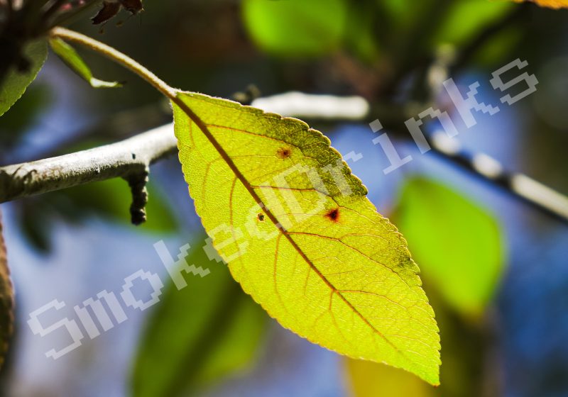 Yellow leaf