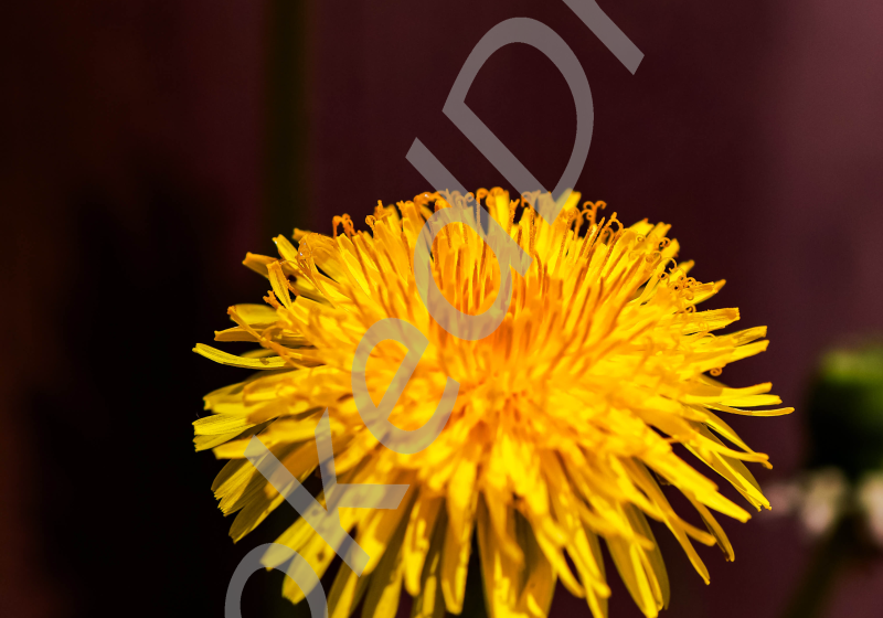 Dandelion