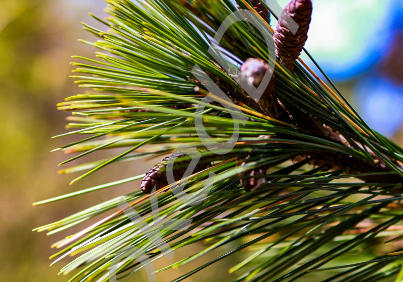 Pine Needles