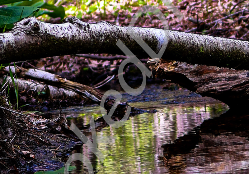 Stream