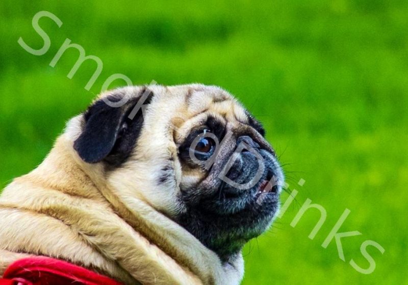 Pug